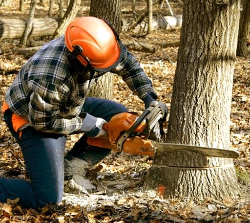 Tree Removal in Rockville, VA